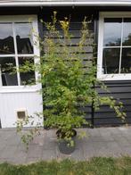 Japanse esdoorn, Acer palmatum orange lace, Ophalen, Halfschaduw, Overige soorten, Lente