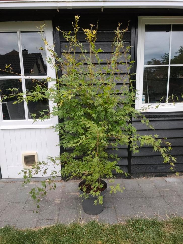 Japanse esdoorn, Acer palmatum orange lace, Tuin en Terras, Planten | Bomen, Overige soorten, 100 tot 250 cm, Halfschaduw, Lente