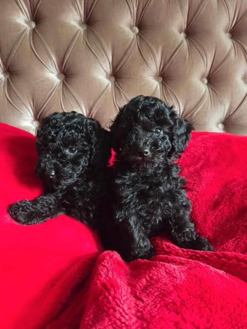 Toy poedel puppys mogen het nestje verlaten, Dieren en Toebehoren, Honden | Chihuahua's en Gezelschapshonden, Meerdere dieren