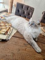 Kittens, Meerdere dieren, Gechipt, 0 tot 2 jaar