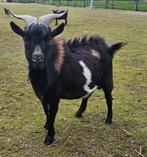 Maanvlek Dwergeit bok aangeboden, Dieren en Toebehoren, Schapen, Geiten en Varkens, Mannelijk, Geit, 3 tot 5 jaar