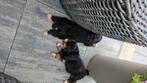 Mooie berner sennen pups, Dieren en Toebehoren, Meerdere, Meerdere dieren, Nederland, Particulier