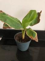 Bananenplant (Musa) - Kamerplant, Huis en Inrichting, Kamerplanten, Fruitplant, Minder dan 100 cm, Bloeiende kamerplant, Halfschaduw