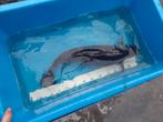 Koi karper, Dieren en Toebehoren, Vissen | Vijvervissen, Karper of Koi