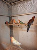 Koppel rosella's, Dieren en Toebehoren, Vogels | Parkieten en Papegaaien, Meerdere dieren, Parkiet, Geringd