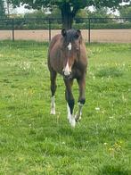 O’frederic xhabanna hengst jaarling veulen bruin witte benen, Gechipt, Dressuurpaard, 0 tot 2 jaar, Hengst