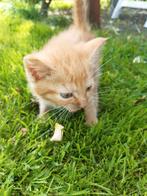 Schattige  boerderij kittens, Dieren en Toebehoren, Katten en Kittens | Overige Katten, Meerdere dieren