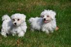 Maltezer pups te koop, Dieren en Toebehoren, Honden | Chihuahua's en Gezelschapshonden, Maltezer, Rabiës (hondsdolheid), 15 weken tot 1 jaar