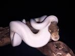 0.1 mojave fire hypo pied 50% het ultramel, Slang, Tam, 0 tot 2 jaar