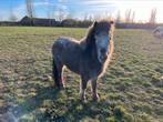 Mini paard merrie half NMPRS afstamming, Merrie, Gechipt, 3 tot 6 jaar, Onbeleerd