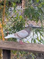 Kleurpostduiven van 2024 en 2025, Dieren en Toebehoren, Vogels | Duiven, Meerdere dieren, Overige soorten