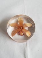 Orchidee in perspex glas, Ophalen of Verzenden