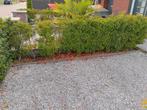 Prunus lusitanica Portugese Laurier, Ophalen, Laurier, 100 tot 250 cm