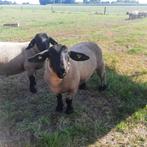 Ramlam Suffolk, Dieren en Toebehoren, Schapen, Geiten en Varkens, Mannelijk, Schaap, 0 tot 2 jaar