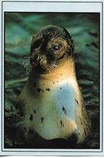 Dieren- -Zeehond., Verzenden, 1980 tot heden, Ongelopen, Overige thema's