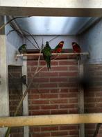 Te koop stanley poppen, Dieren en Toebehoren, Vogels | Parkieten en Papegaaien, Vrouwelijk, Parkiet, Geringd