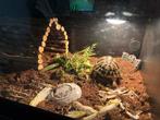 2x Testudo Hermanni boettgeri incl terrarium, Schildpad