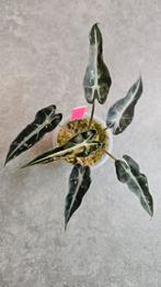 Alocasia Bambino Pink Variegata #2, Huis en Inrichting, Kamerplanten, Ophalen of Verzenden