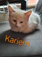 Ragdoll kittens stamboom/DNA/Echo Cinnamon & choc (fok), Meerdere dieren, Gechipt, 0 tot 2 jaar