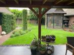 Zebravink wit, Dieren en Toebehoren, Mannelijk
