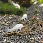 Meer dan 10 soorten sterke Corydoras sterke import diertjes, Dieren en Toebehoren, Vissen | Aquariumvissen, Vis, Zoetwatervis