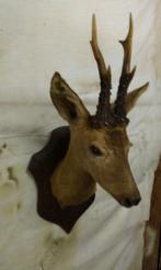 HERTEKOP/REE en KLEINE TROFFEES, Ophalen of Verzenden, Gebruikt, Hert, Gewei of Kop