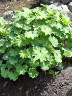 Vrouwenmantel vaste plant stekken te koop, Tuin en Terras, Vaste plant, Halfschaduw, Lente, Ophalen