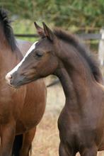 te koop mooi new forest merrieveulen, Dieren en Toebehoren, Pony's, Merrie, Springpony, 0 tot 2 jaar, C pony (1.27m tot 1.37m)