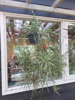 Graslelie, Ophalen, Overige soorten, In pot, Minder dan 100 cm