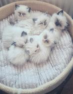 Super lieve Ragdoll kittens met stamboom, Meerdere dieren, Met stamboom, 0 tot 2 jaar