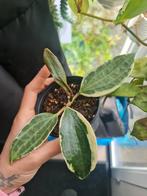 Hoya Latifolia Albomarginata (Former macrophylla), Ophalen of Verzenden, Overige soorten, Minder dan 100 cm