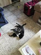 kater en poesje, Dieren en Toebehoren, Katten en Kittens | Overige Katten, Kater, Kortharig, 0 tot 2 jaar