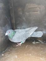 Mooie postduif duivin, Vrouwelijk