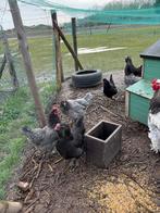 Kippen te koop, Vrouwelijk, Kip