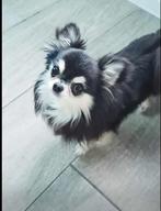 Chihuahua te koop met FCI stamboom, Dieren en Toebehoren, Honden | Chihuahua's en Gezelschapshonden, Rabiës (hondsdolheid), 15 weken tot 1 jaar