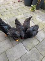 4 nieuwsgierige (zwarte) barnevelders te koop!, Dieren en Toebehoren, Pluimvee, Meerdere dieren, Kip
