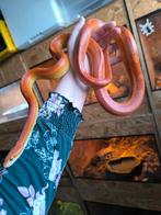 5 Volwassen Rode rattenslangen, Dieren en Toebehoren, Reptielen en Amfibieën, Slang, 3 tot 6 jaar