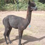 Alpaca hengsten 2 jonge prachtig zwart, Dieren en Toebehoren, Oktober, Mannelijk