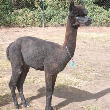 Alpaca hengsten 2 jonge prachtig zwart beschikbaar voor biedingen