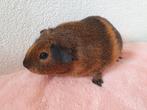 Super lieve jonge cavia zeugjes, Dieren en Toebehoren, Knaagdieren, Cavia, Vrouwelijk, Mei, Tam