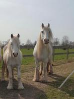 Tinkers zoeken nieuw thuis, Dieren en Toebehoren, Recreatiepaard, Meerdere dieren, 11 jaar of ouder, Minder dan 160 cm