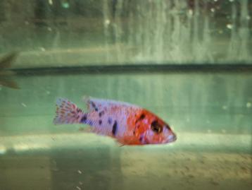 Aulonocara multicolor beschikbaar voor biedingen