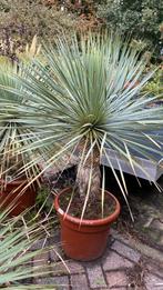 Yucca rostrata van €250 nu 25% korting €187,50, Ophalen, Overige soorten, Volle zon
