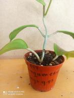 hoya Quinquenervia pm 8 nummer H994, Ophalen of Verzenden, Overige soorten, Minder dan 100 cm