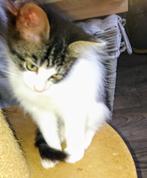 SIBERISCHEBOSKAT x NEBELUNG( BLAUWERUS) KITTEN, Poes, Ontwormd, 0 tot 2 jaar