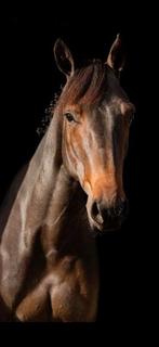 5-jarige recreatie merrie, Dieren en Toebehoren, Paarden, Merrie, Zadelmak, 3 tot 6 jaar, 160 tot 165 cm