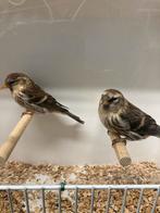 Grote  barmsijzen wildkleur poppen, Vrouwelijk, Wildzangvogel, Geringd