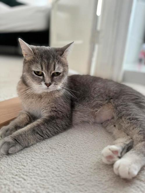 Opzoek naar een huisje, Dieren en Toebehoren, Katten en Kittens | Dekkaters, 3 tot 5 jaar