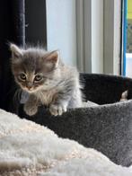 Ragdoll x Bengaal kittens, Dieren en Toebehoren, Meerdere dieren, Gechipt, 0 tot 2 jaar