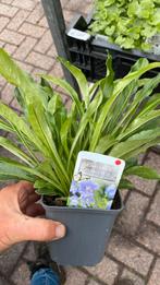 Campanula pesicfolia coerulea, Ophalen, Zomer, Overige soorten, Halfschaduw